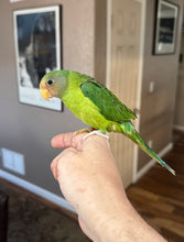 Load image into Gallery viewer, Plum Headed Parakeet Babies