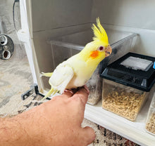Load image into Gallery viewer, Cockatiel Babies