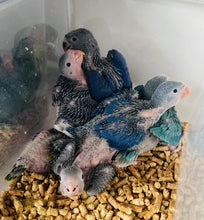 Load image into Gallery viewer, Indian Ringneck Parakeet Babies