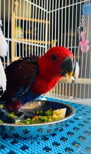 Load image into Gallery viewer, Female Solomon Island Eclectus Baby
