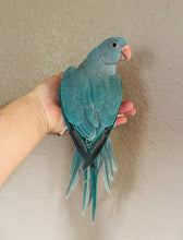 Load image into Gallery viewer, Indian Ringneck Parakeet Babies
