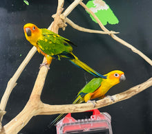 Load image into Gallery viewer, Sun Conure Babies