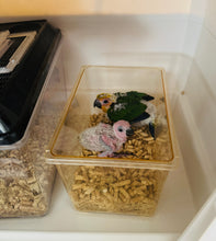 Load image into Gallery viewer, Jenday Conure Babies