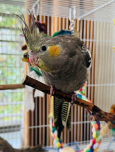 Load image into Gallery viewer, Cockatiel Babies