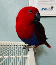 Load image into Gallery viewer, Female Solomon Island Eclectus Baby