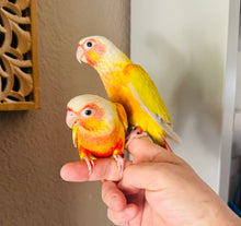 Load image into Gallery viewer, High Red Sun Cheek Conure Babies