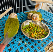Load image into Gallery viewer, Pineapple Green Cheeked Conure Babies