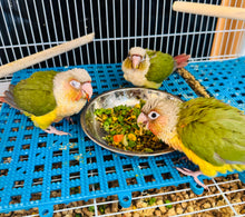 Load image into Gallery viewer, Pineapple Green Cheeked Conure Babies