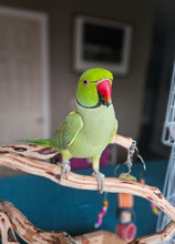Load image into Gallery viewer, Male Indian Ringneck