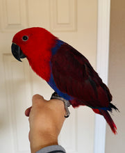 Load image into Gallery viewer, Female Solomon Island Eclectus Baby