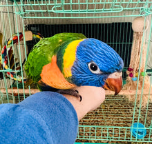 Load image into Gallery viewer, Hybrid Swansons/Rainbow Lorikeet Baby