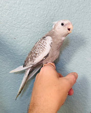Load image into Gallery viewer, White Faced Cockatiel Babies