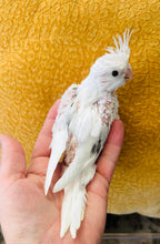 Load image into Gallery viewer, White Faced Cockatiel Babies