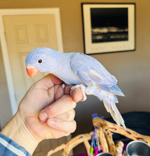 Load image into Gallery viewer, Indian Ringneck Parakeet Babies