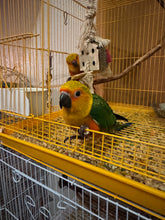 Load image into Gallery viewer, Jenday Conure Babies
