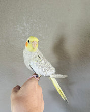 Load image into Gallery viewer, Cockatiel Babies