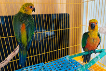 Load image into Gallery viewer, Jenday Conure Babies