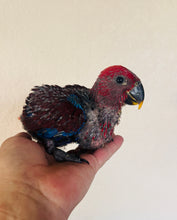 Load image into Gallery viewer, Female Solomon Island Eclectus Baby