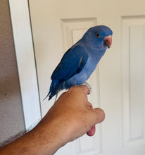 Load image into Gallery viewer, Indian Ringneck Parakeet Babies