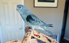 Load image into Gallery viewer, Lineolated (Linnie) Parakeet Baby