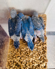 Load image into Gallery viewer, Indian Ringneck Parakeet Babies