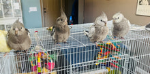 Load image into Gallery viewer, White Faced Cockatiel Babies