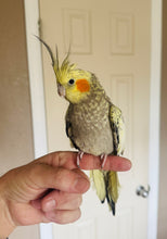 Load image into Gallery viewer, Female Pearl Cockatiel