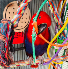 Load image into Gallery viewer, Female Solomon Island Eclectus