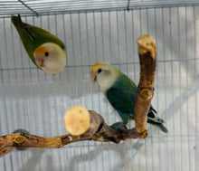 Load image into Gallery viewer, Peached-faced Lovebird Breeding Pair