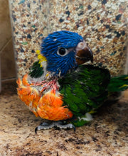 Load image into Gallery viewer, Hybrid Swansons/Rainbow Lorikeet Babies