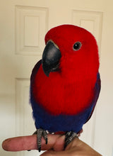 Load image into Gallery viewer, Female Solomon Island Eclectus Baby