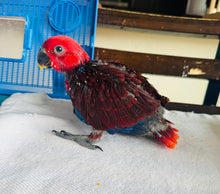 Load image into Gallery viewer, Female Solomon Island Eclectus Baby