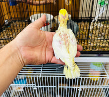 Load image into Gallery viewer, Cockatiel Babies
