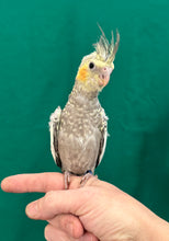 Load image into Gallery viewer, Cockatiel Babies