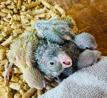 Load image into Gallery viewer, Parrotlet Babies
