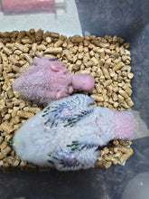 Load image into Gallery viewer, Jenday Conure Babies