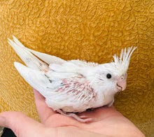 Load image into Gallery viewer, White Faced Cockatiel Babies