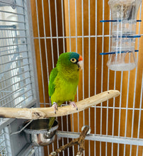 Load image into Gallery viewer, Mooney | Adult Male Halfmoon Conure