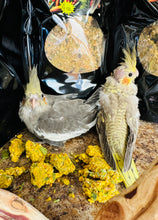 Load image into Gallery viewer, Flight Fuel Freeze Dried Nutrition Biscuits