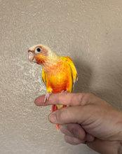 Load image into Gallery viewer, High Red Sun Cheek Conure Babies