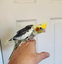 Load image into Gallery viewer, Cockatiel Babies