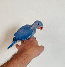 Load image into Gallery viewer, Indian Ringneck Parakeet Babies