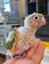 Load image into Gallery viewer, Pineapple Green Cheeked Conure Babies