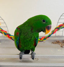 Load image into Gallery viewer, Male Solomon Island Eclectus Baby