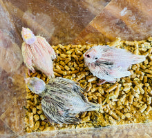 Load image into Gallery viewer, Cockatiel Babies