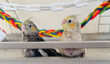 Load image into Gallery viewer, Cockatiel Babies