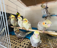 Load image into Gallery viewer, Cockatiel Babies