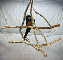 Load image into Gallery viewer, Hanging Manzanita Play Perch