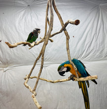 Load image into Gallery viewer, Hanging Manzanita Play Perch