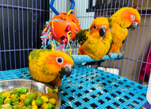 Load image into Gallery viewer, Sun Conure Babies